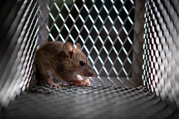 Piège écologique pour rats.