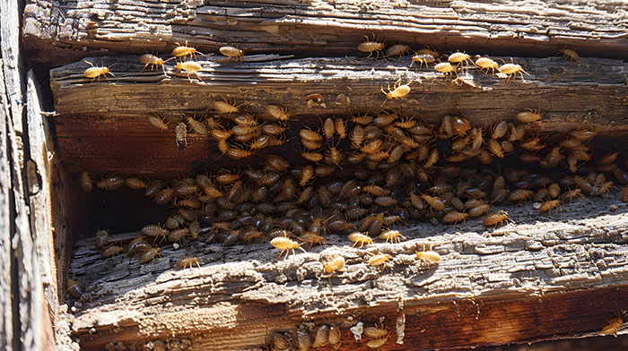 Invasion de termites dans un parc