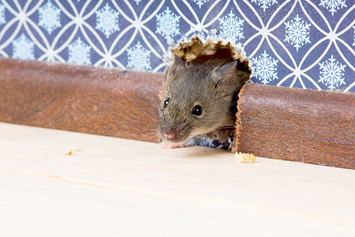 Un rat qui se faufile à travers une fissure dans le mur.