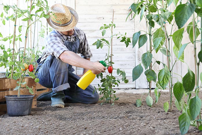 Particulier utilisant des pesticides pour combattre les nuisibles