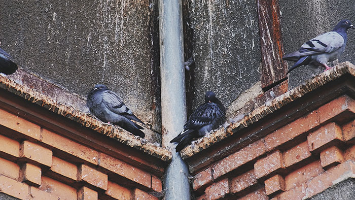 Détérioration des toits d’une habitation