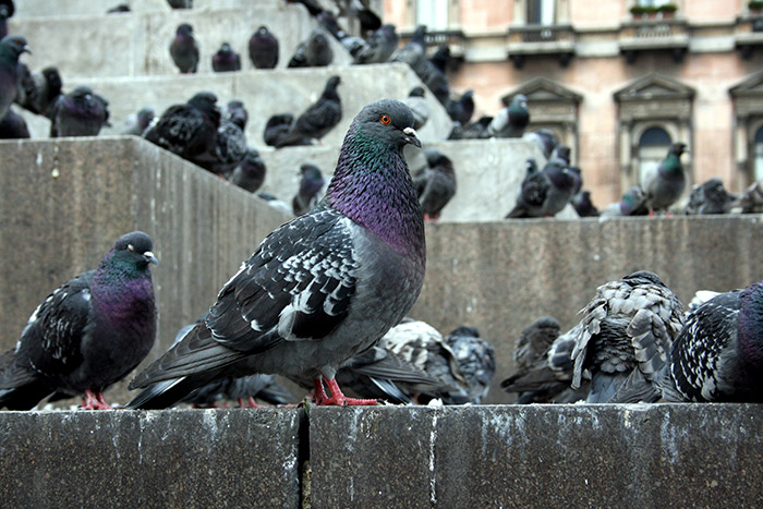 Pigeons et détérioration des zones urbaines