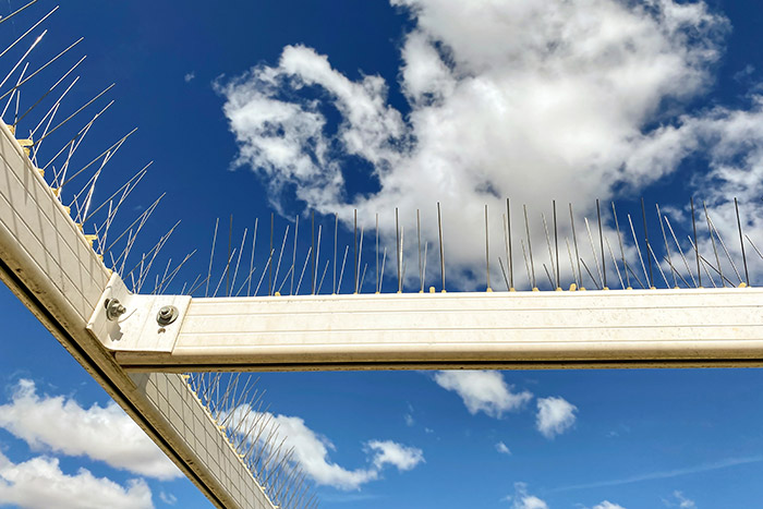 Solutions pour le dépigeonnage efficace