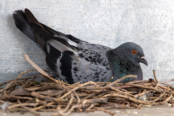 Nid de pigeons trouvé à l’intérieur d’une habitation