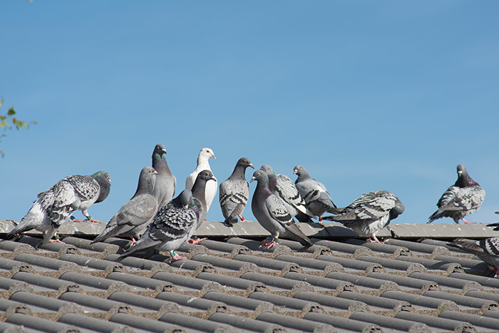Colonie de pigeon sur un toit de maison