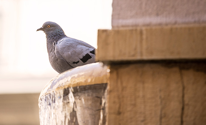 Pigeon perché sur une maison avec des excréments de pigeon