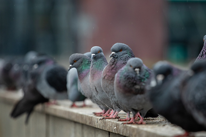 Colonie de pigeon sur un rebord