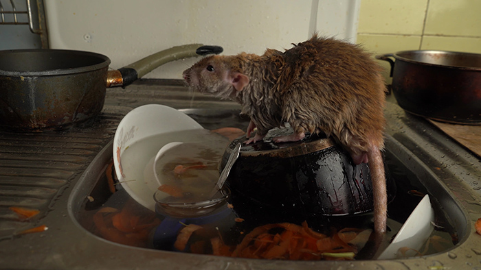 Un rat trouvé dans une vaisselle de cuisine sale.