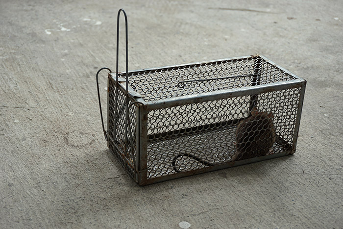 Piège à ressort pour capturer les rats.