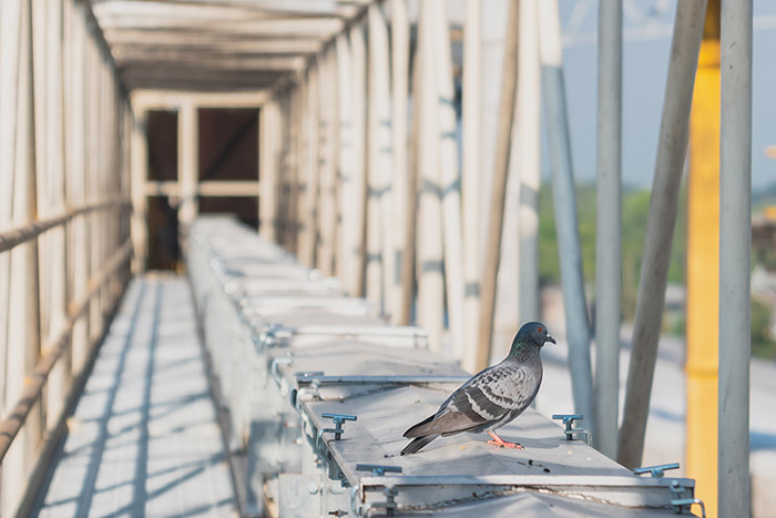 Comment rendre votre espace moins attirant pour les pigeons ?