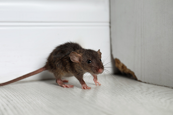 Comment sécuriser votre maison contre les rats