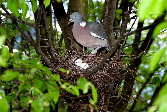 Mesures efficaces pour prévenir la nidification des pigeons