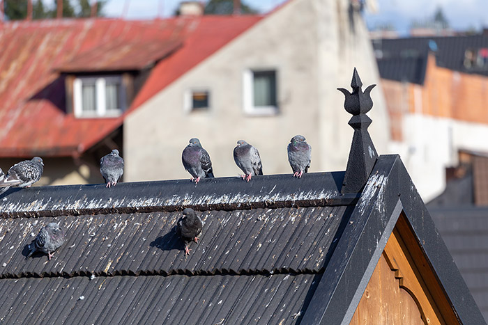 Dommages causés par les pigeons aux structures urbaines
