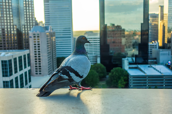 Rapport sur les risques sanitaires liés aux pigeons en milieu urbain