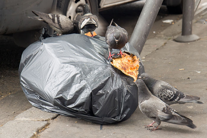 Pigeon fouillant et se nourrissant dans un sac poubelle ouvert sur un trottoir à Paris.