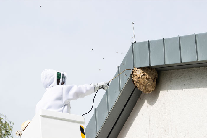 Exterminateur professionnel en train d’éliminer un nid de frelon asiatique à l’extérieur d’un bâtiment.
