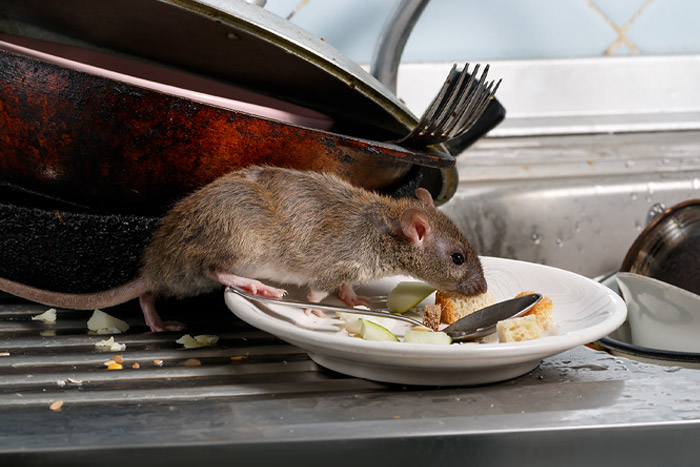 Rat fouinant parmi les restes de nourriture dans une vaisselle sur un plan de travail de cuisine.