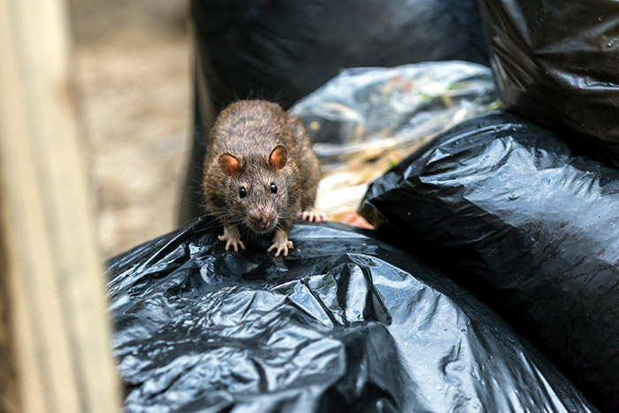 Rat explorant les poubelles à la recherche de nourriture dans la zone des déchets d'un immeuble.