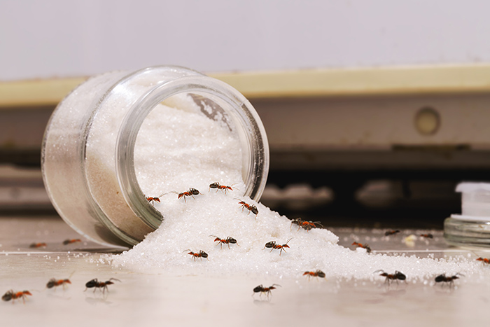 Colonie de fourmis à l'intérieur d'un pot de sucre