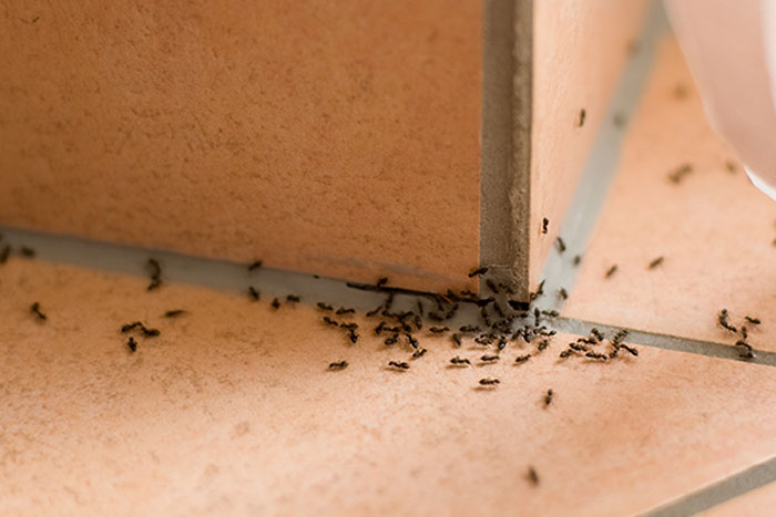 Invasion massive de fourmis se propageant à l'intérieur d'une maison.