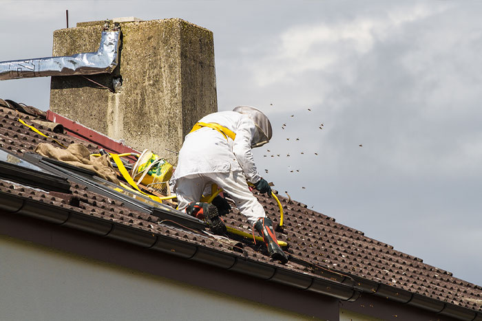 Exterminateur procédant à l'enlèvement de nids de guêpes accrochés sur le toit d'une maison.