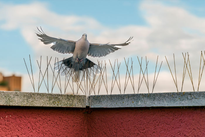 Pigeon écarté efficacement par un piège professionnel installé par un expert.