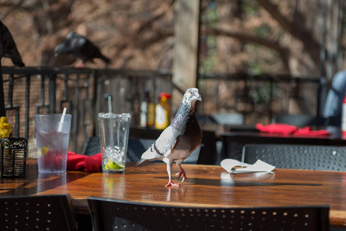 Pigeon perché sur la table d’un café en plein air.