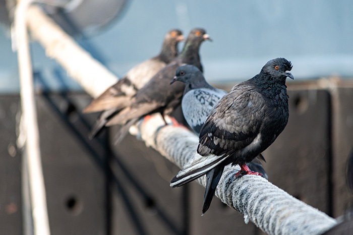Pigeons se perchant sur une corde usée en milieu urbain