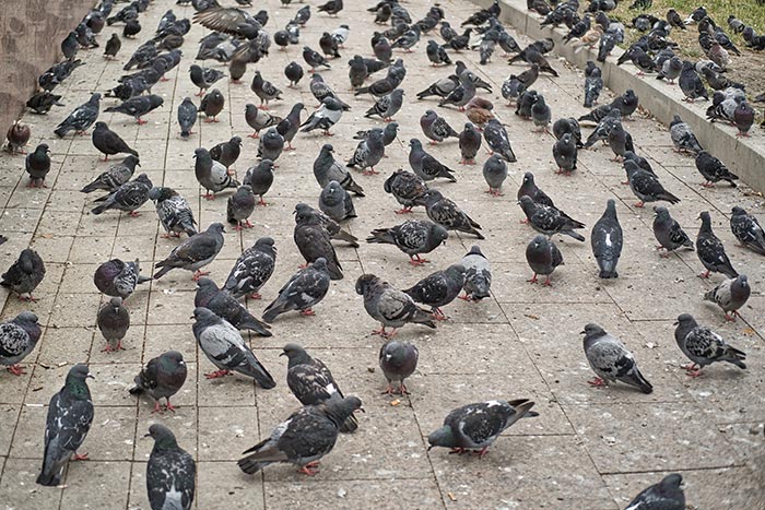 Colonie de pigeons dans un quartier résidentiel
