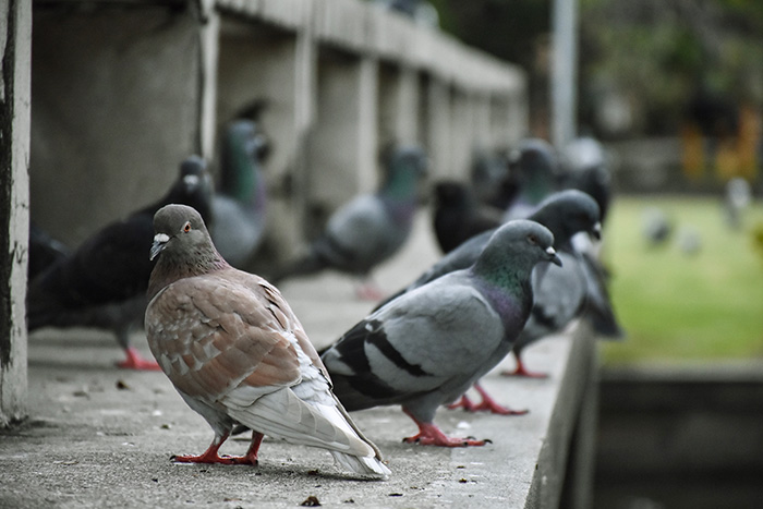 Pigeons perchés sur un rebord, recouvert de déjections
