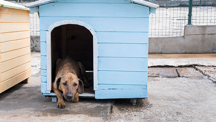Un chien patientant sagement dans sa niche à l'extérieur pendant que la désinsectisation a lieu à l'intérieur de la maison