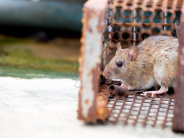 Un rat capturé dans un piège à rats.