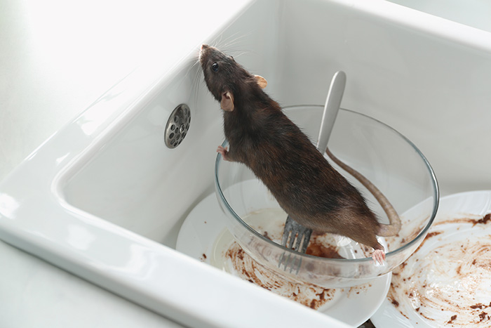 Un rat explorant l'intérieur d'un évier rempli de vaisselle.