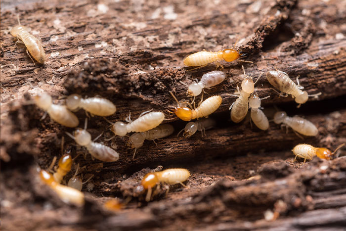 Termite en train de se nourrir à l'intérieur d'un morceau de bois.