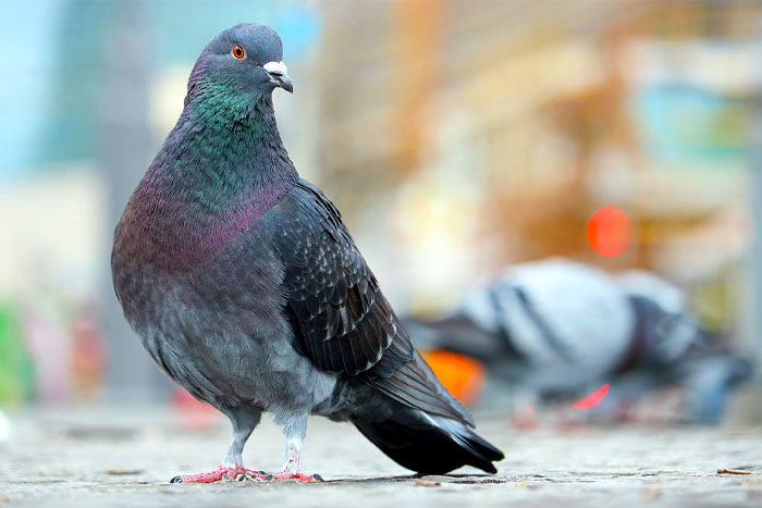 Types de pigeons