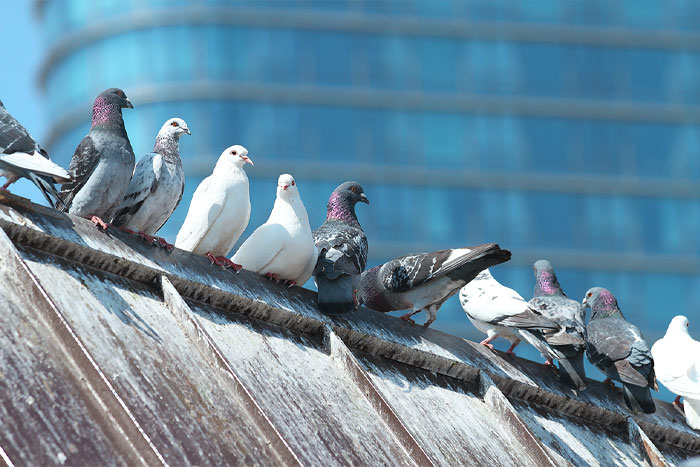 Colonie de pigeons perchée sur le toit d'une maison.