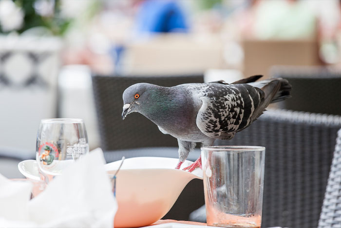 Pigeon saisissant de la nourriture sur la terrasse d'un restaurant.